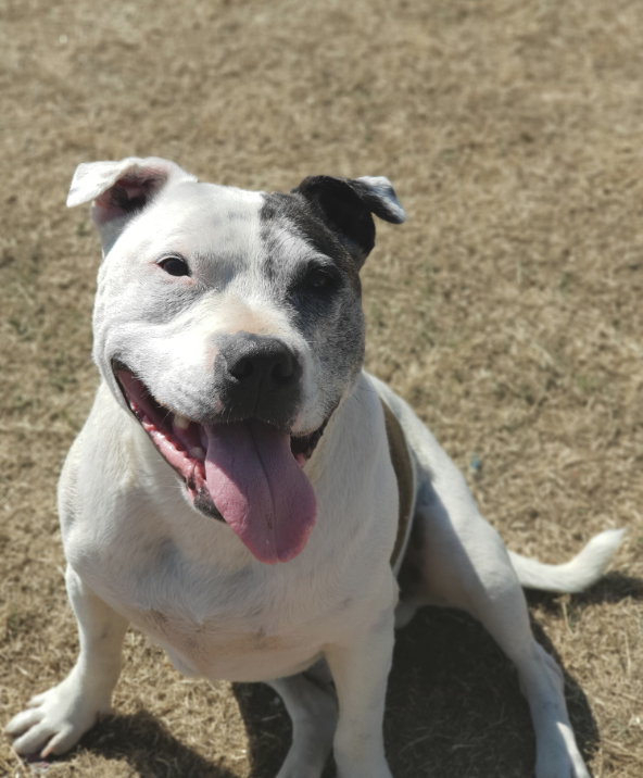 Puppy Training Classes dog recall training