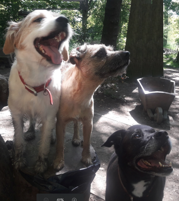 Puppy Training Classes dog -behaviour training romford